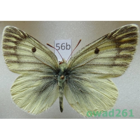 Colias sifanica Grum-Grshimailo, 1891 male China56b